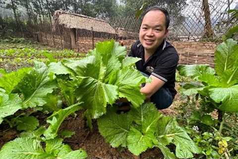 Harvest vegetables and take care of the garden | Finishing the kitchen roof, handle column footing