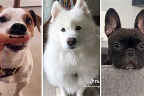 Best Dog Videos Ever!! 🐶 (Funny DOGS Compilation) 🐶