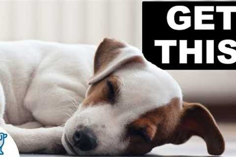 3 Wins You Need With Your Puppy EVERY NIGHT Before Bed!