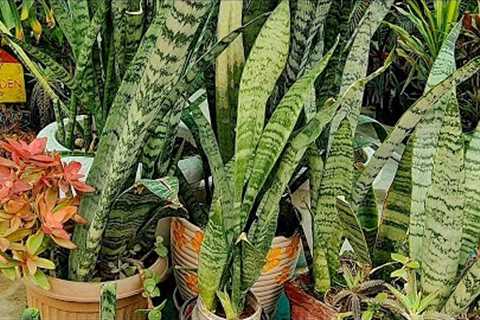 Snake plant care|snake plant propagation|Explore your hobbies!!!