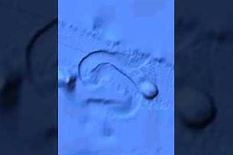 This Huge Miles Long Object Was Seen Moving On The Ocean Floor #shorts