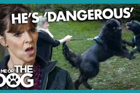 Owner’s Can’t Handle this 75kg Dog on Walks! | It's Me Or The Dog