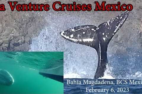Sea Venture Cruises Mexico - The Gray Whales of Bahia Magdalena - February 6, 2023 - EP 150