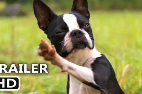 The STRAYS Trailer (2023), Isla Fischer, Will Ferrell and Jamie Foxx. Comedy Movie