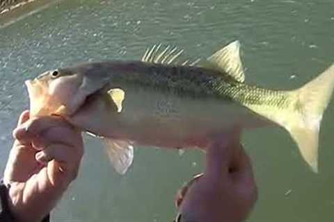 True Bass - Lake Oroville - Bass Fishing