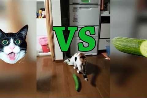 Cats vs Cucumbers Compilation