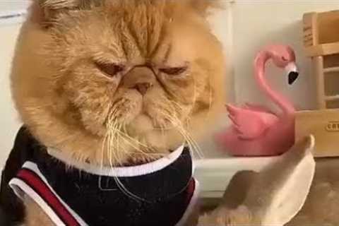 Funny Dogs And Cats Videos 2023 😅👌 - Best Animal Videos Of The Month 😁