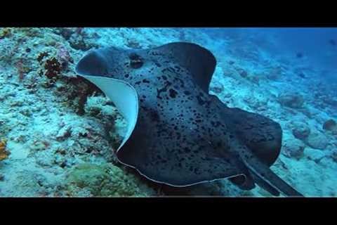 Scuba diving Maldives 2022, 69 dives in 3 atolls, 4K