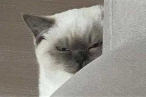 FUNNY CAT MEMES COMPILATION OF 2023 V06