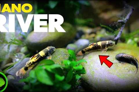 AMAZING FISH in Realistic River Aquarium | MD Fish Tanks