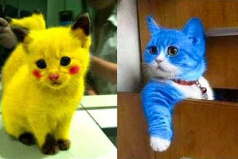 1 HOUR FUNNY CATS COMPILATION 2022😂| Best Of The FUNNIEST Cats Videos In 2022 😂