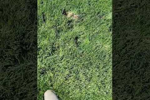 My Plots Are Being DESTROYED By Raccoons...