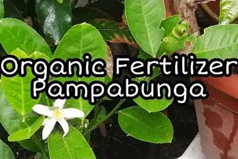 HOW TO MAKE FERMENTED FRUIT JUICE/Organic Fertilizer
