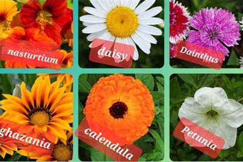 Best Flowers To Plant In February| Spring Seasonal Flowers| Explore your hobbies!!!