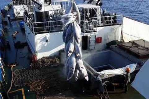 Tuna Fishing Vessel Transfer to Fish  Mother Ship (Indian Ocean)...