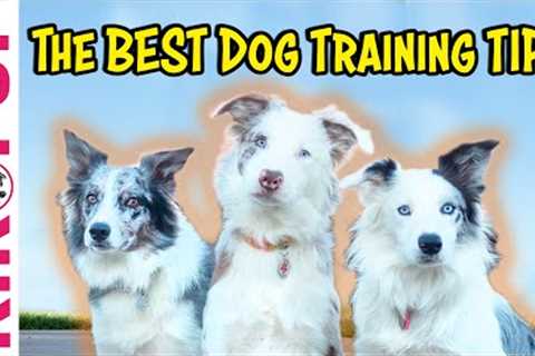 Dog Training Tips
