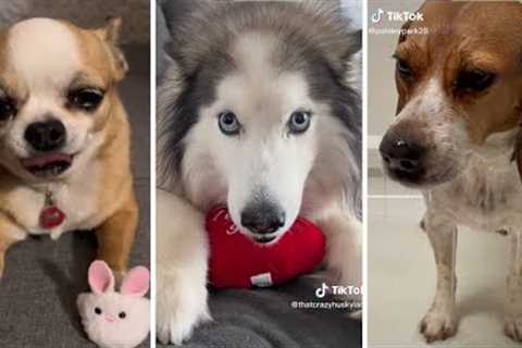 Funniest DOG videos on Internet!