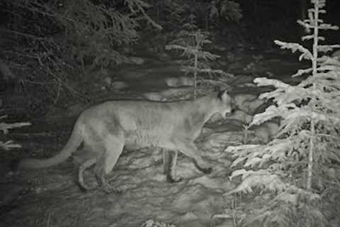 Collage// Three Years of Trail Camera Footage in NW Montana