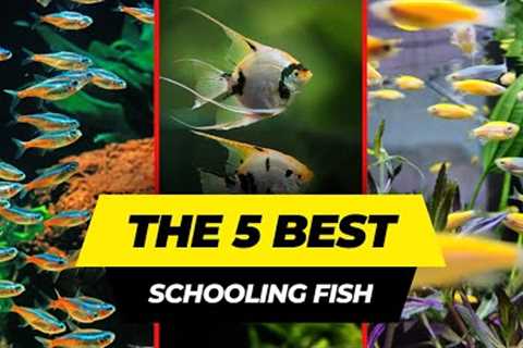 5 Best Schooling Fish For Freshwater Aquariums