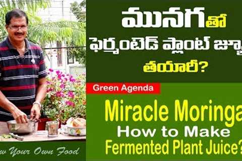 Miracle Moringa-How to Make Fermented Plant Juice