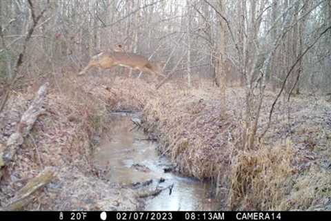 Skunks, owls, coyotes, foxes, large buck, buck jumps creek &amp; more.
