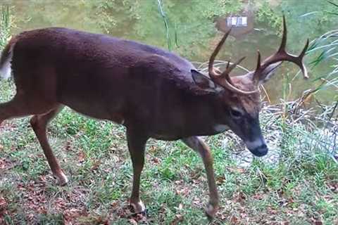 My Best Trail Cam Video Comp Yet!   Relax &amp; Enjoy!