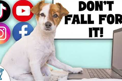 The Internet Is FULL Of Bad Dog Training Advice...