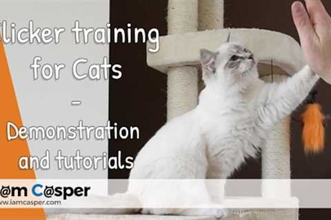 Clicker training videos for cats - beginner &amp; advanced tutorials