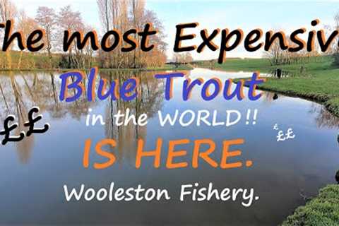 Still Water Fly Fishing A Dream Fish Worth a pot of Money.