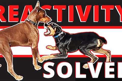 The Missing Link: Why Most Dog Trainers Cannot Fix Aggression.