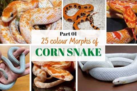25 Common Colour Morphs of Corn Snake - Part  1 @PhoenixExoticPets
