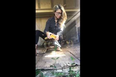 The Bee Removal Video That Went Viral on TikTok