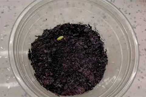 How to plant Pomegranate from seed? #gardening #garden #seeding #seed #plants #viral #subscribe