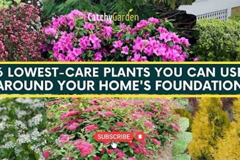 6 Lowest Care Plants You Can Use Around Your Home's Foundation 🌸🌿 // Gardening Tips