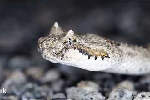 Why did snakes learn to spit? 5% of people know about it