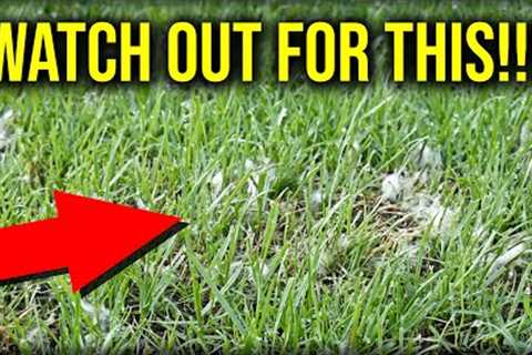 Newly Seeded Lawn?? WATCH Out For THIS!!