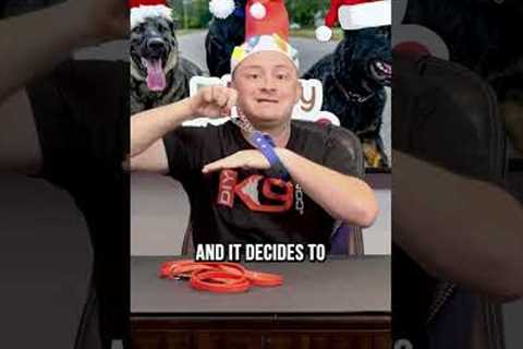 The 3 Best Gifts to Get Your Dog or Puppy