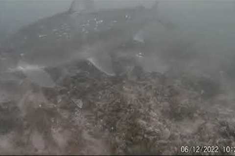 Greenbay Whitefish Fishing Underwater  Camera Action