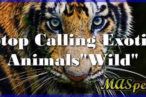 Just What the Heck is an Exotic Pet?