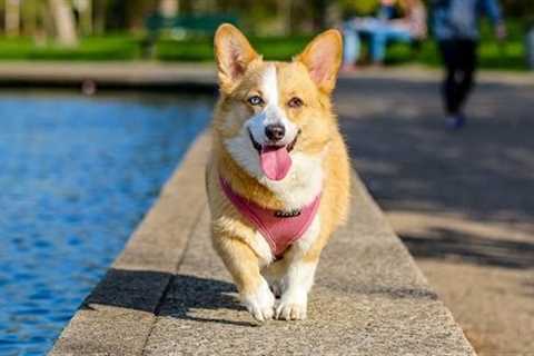 Top 10 Cool Tricks To Teach Your Dog