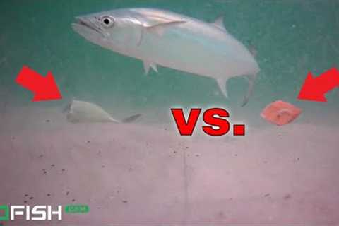 Underwater VIDEO Challenge! FRESH CUT BAIT VS. BIG BAIT ROLL UP SURF FISHING!