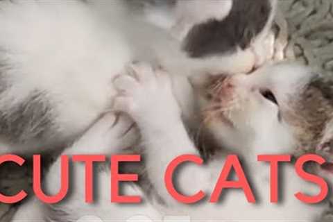 Cute Cat Videos | Funny Cute Cats | Cute Viral Cats | Funny Animal Videos 2023