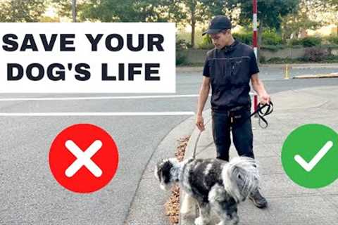 Teach Your Dog ROAD BOUNDARIES