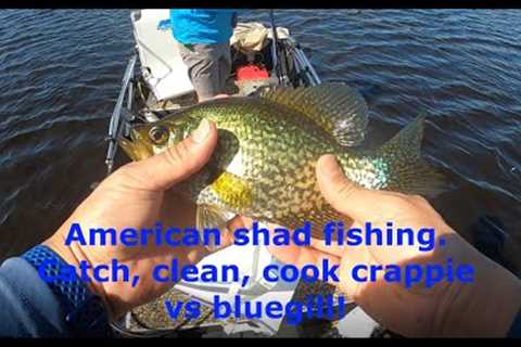 Catching American shad on the St. Johns River. Catch, clean, cook crappie vs bluegill taste test!