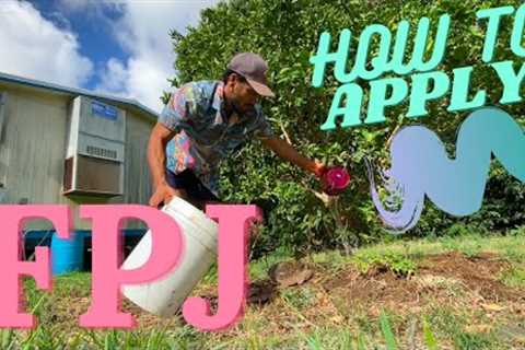 KNF: HOW TO APPLY FPJ (FERMENTED PLANT JUICE) To Your Plants and Garden