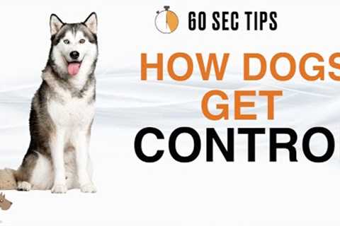 FIGURING OUT WHO IS IN CHARGE (DOG LANGUAGE) -  60 SEC Dog Training Tips # 2