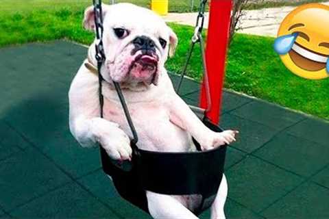 Funny Animal Videos 2022 😂 - Funniest Cats And Dogs Videos 😺😍 #15