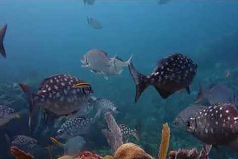 Scuba Diving In Cancun Mexico For 1st Time