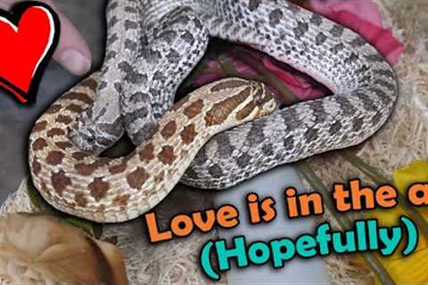 Pairing our Snakes for Breeding!