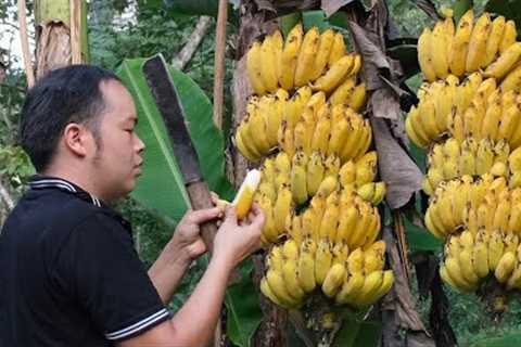 FULL VIDEO: 75 days of harvesting bananas, Preservation Process - Build chicken coop